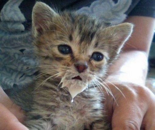 sevrage du chaton